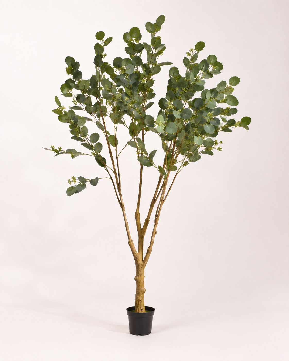 Bauhinia Tree