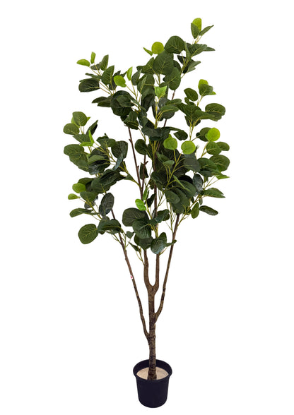 Fig tree