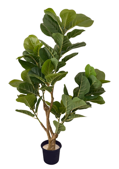 Fig tree