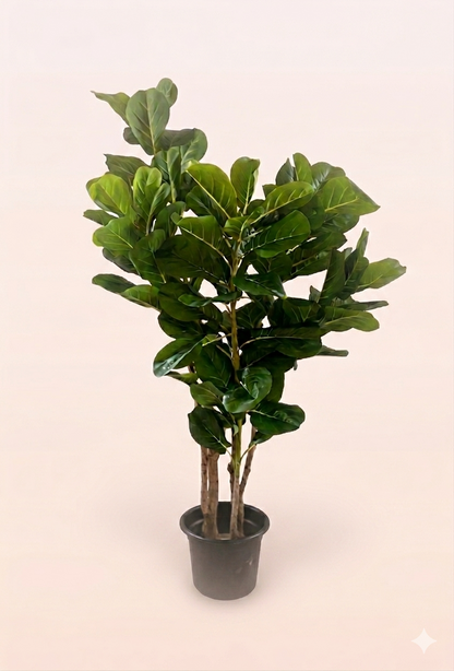 Fig tree