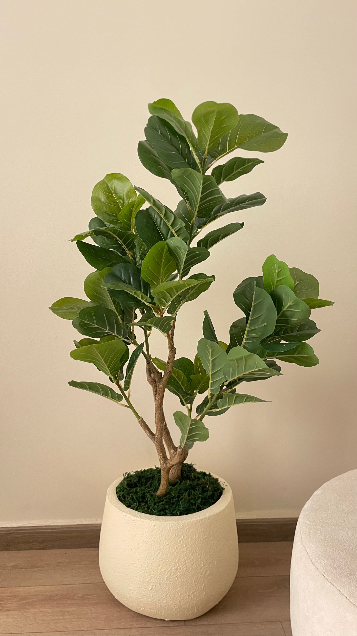 Fig tree