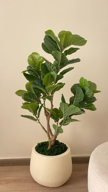 Fig tree