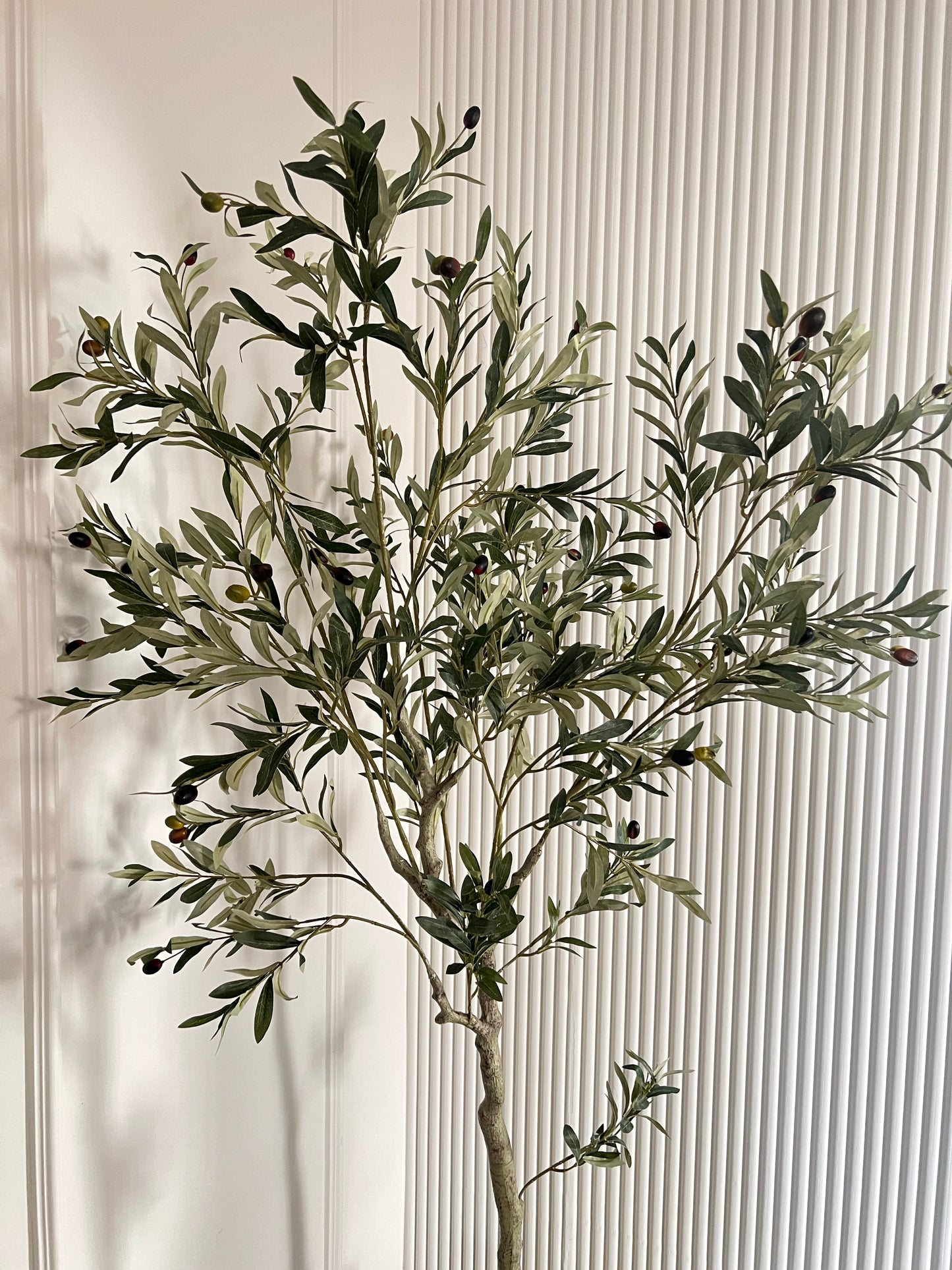 Olive Tree