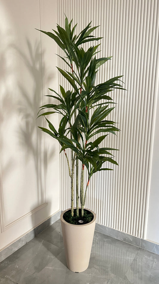 Dracena Tree