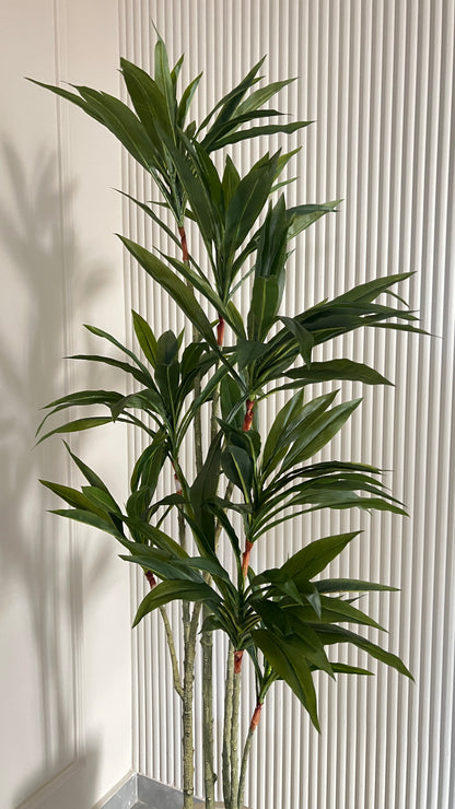 Dracena Tree