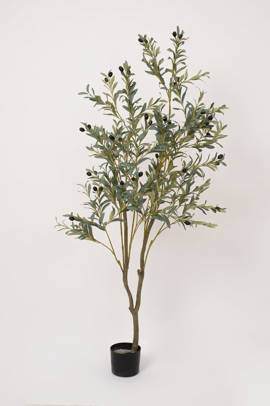 Olive Tree
