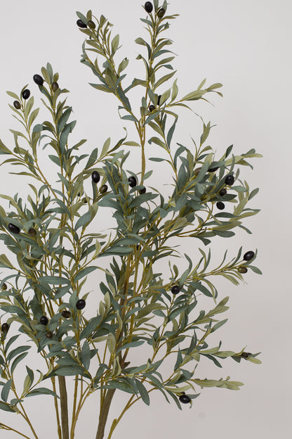 Olive Tree