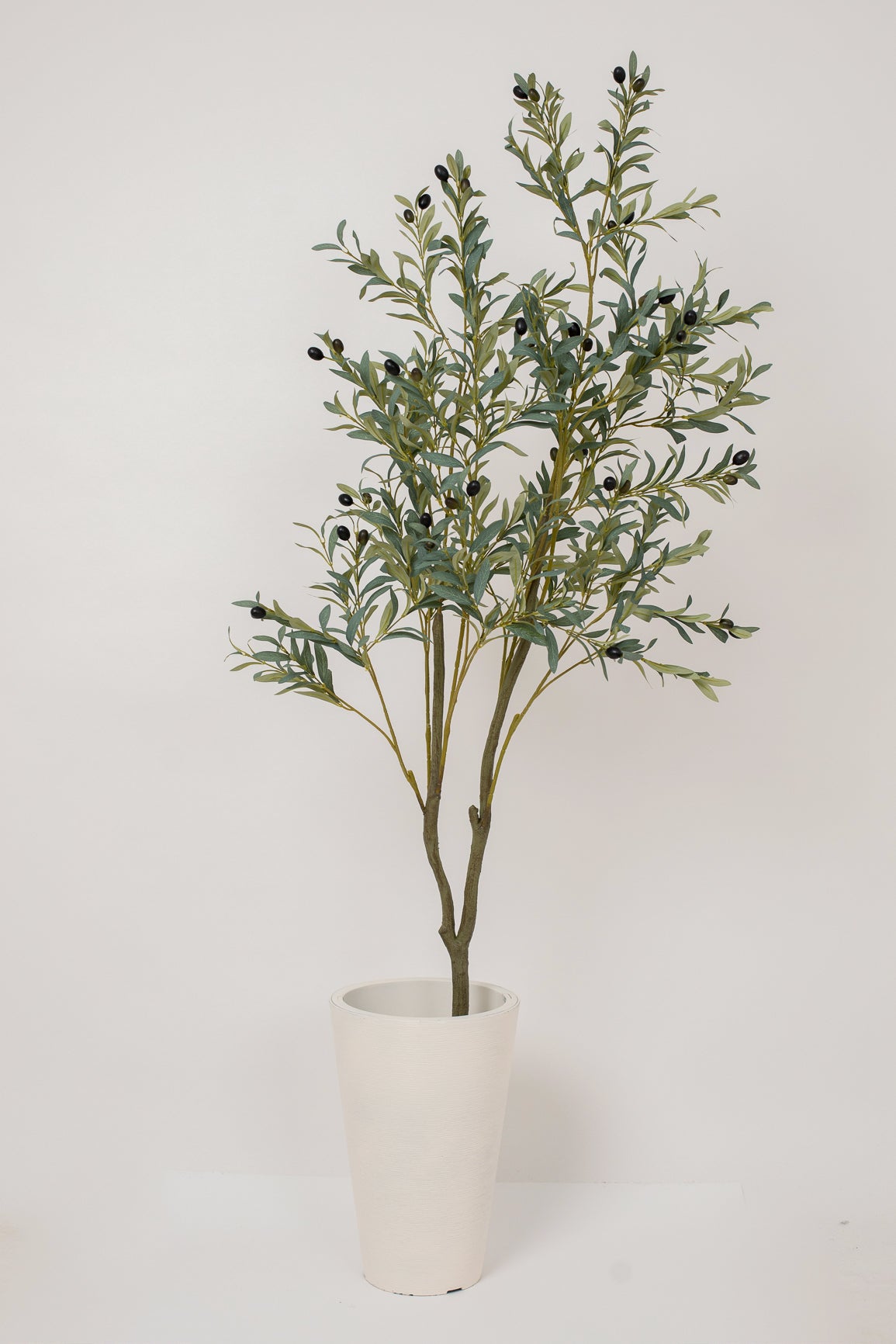 Olive Tree
