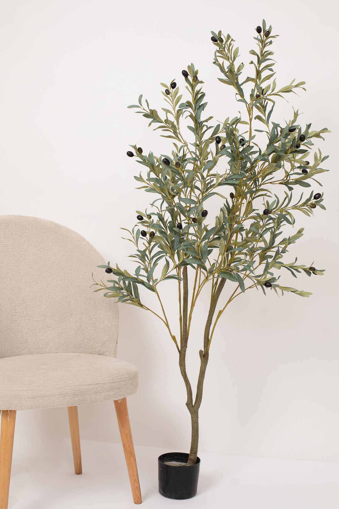 Olive Tree