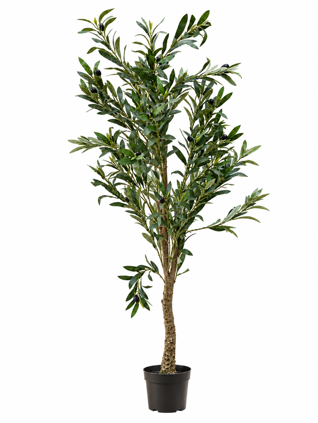 Olive Tree