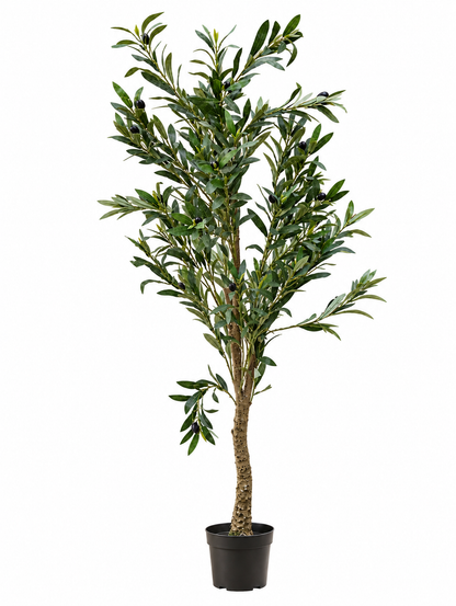 Olive Tree