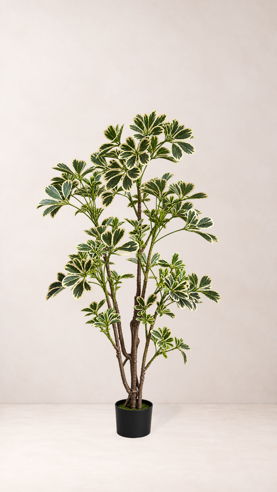 Schefflera Tree