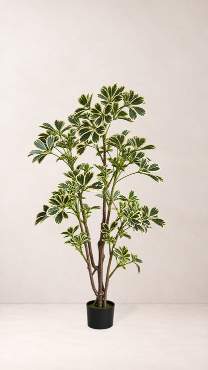 Schefflera Tree
