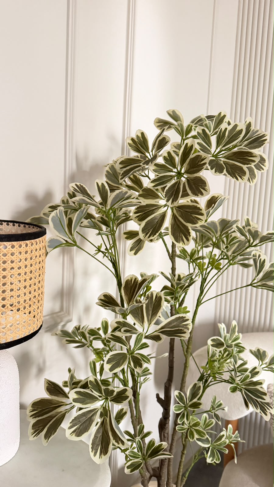 Schefflera Tree