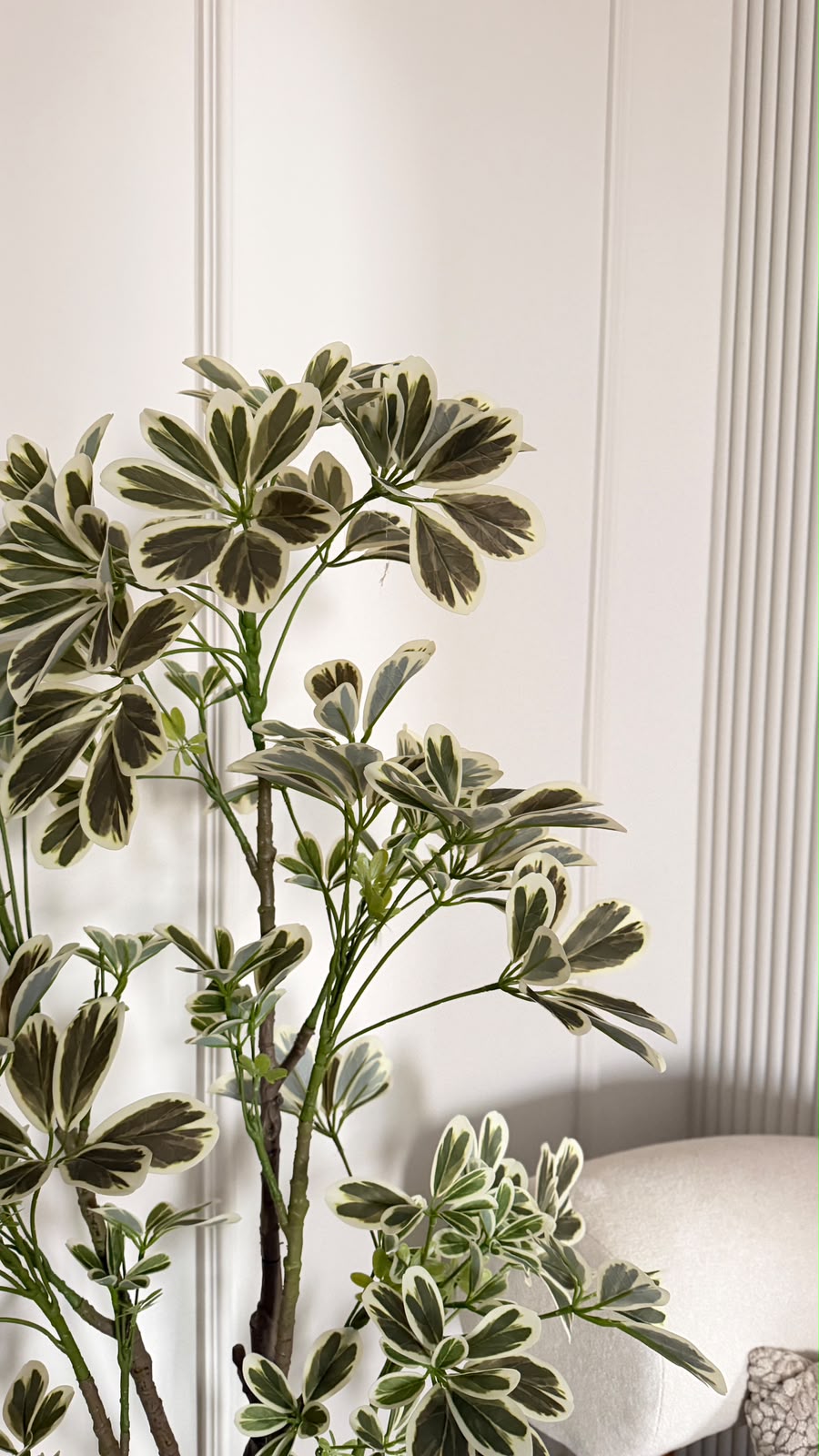Schefflera Tree