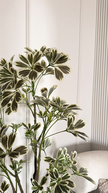 Schefflera Tree