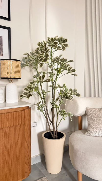 Schefflera Tree
